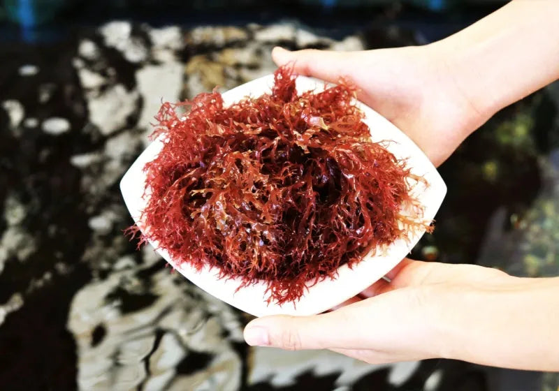 Benefits of Organic Red Seawood in Supplments