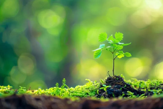 The Power of Plant-Based Supplements for Joint Health
