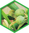 Joint Supplement - Olive Leaf