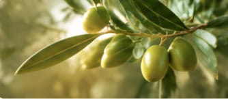 Olive Leaf