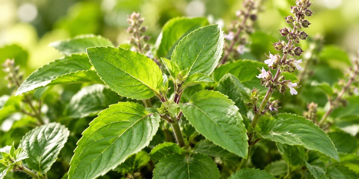 Holy basil plant