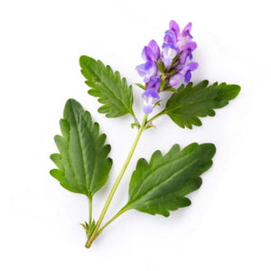 Scutellaria baicalensis