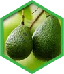 Avocado - Joint Supplement Knee Pain