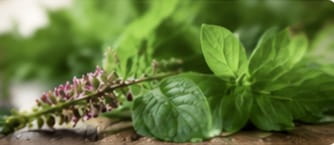 Holy Basil