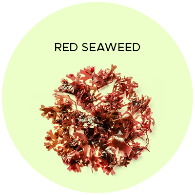 Red Seaweed. Anti-Inflammatory. Hydrates & lubricates.