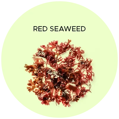 Red Seaweed. Anti-Inflammatory. Hydrates & lubricates.